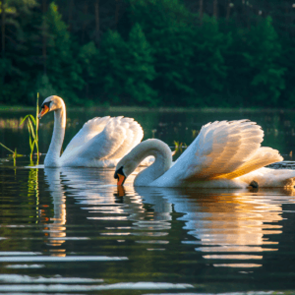 Proč jsou české rybníky poklad – nejen pro ryby