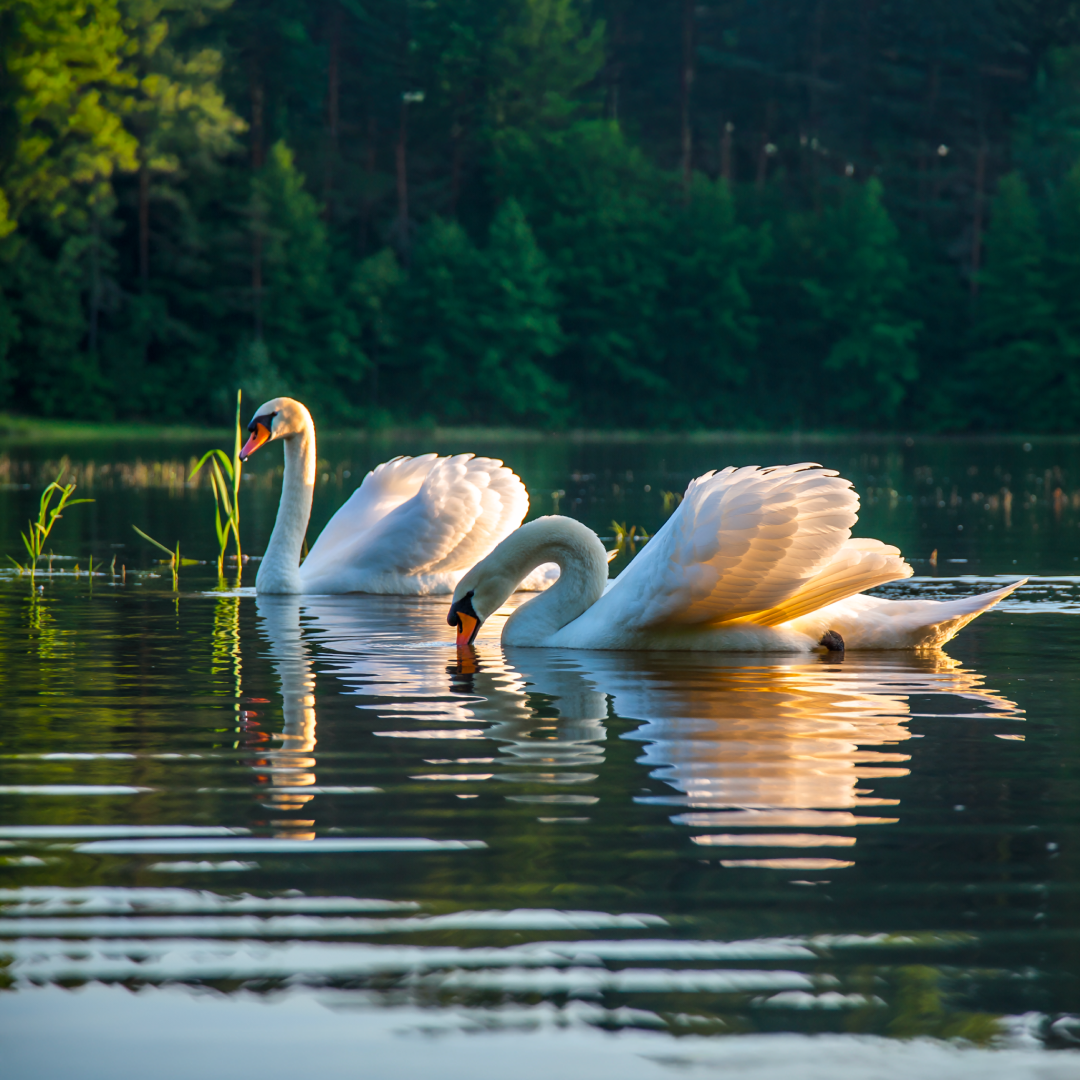 Proč jsou české rybníky poklad – nejen pro ryby